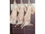 Görgülü Besicilik - Küçük Baş, Büyük Baş Hayvan Satışı