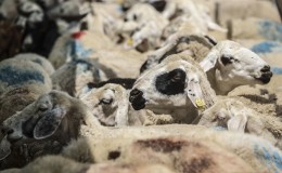 Türkiye Hayvancılıkta Avrupa’nın Zirvesinde