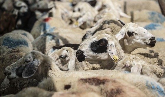 Türkiye Hayvancılıkta Avrupa’nın Zirvesinde