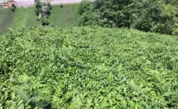 ÇAYKUR’dan uyarı: Kimyasal gübre ve motorlu hasat çaya zarar veriyor