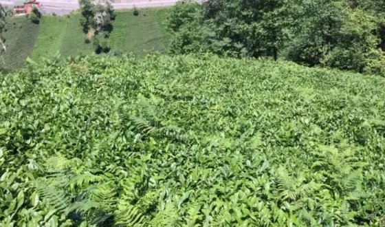 ÇAYKUR’dan uyarı: Kimyasal gübre ve motorlu hasat çaya zarar veriyor