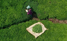 Rize’den çay ihracatında tarihi rekor: 8,6 milyon dolar gelir