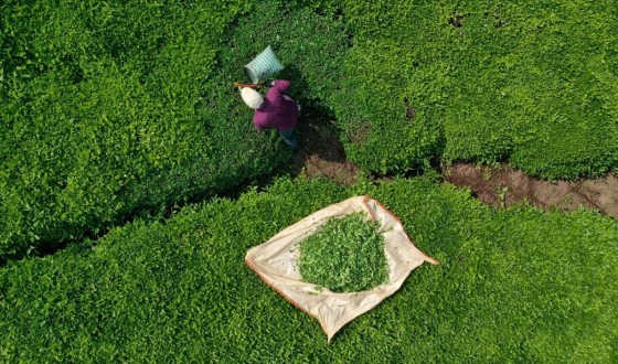 Rize’den çay ihracatında tarihi rekor: 8,6 milyon dolar gelir