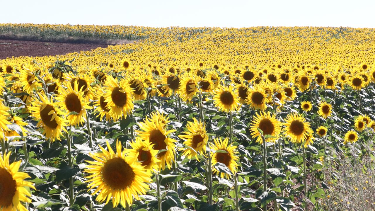 Yerli Ayçiceği Tohumu